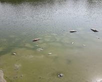 Taşmanlı Göletinde balık ölümleri