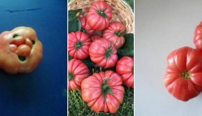 Boyabat Gazidere Domatesinin Tescili Alındı