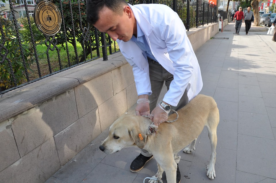 Boyabat Belediyesi,Sokak Köpekleri ile Bilgilendirme