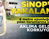 Sinop’ta 4 metre boyundaki dev yılan korkuttu